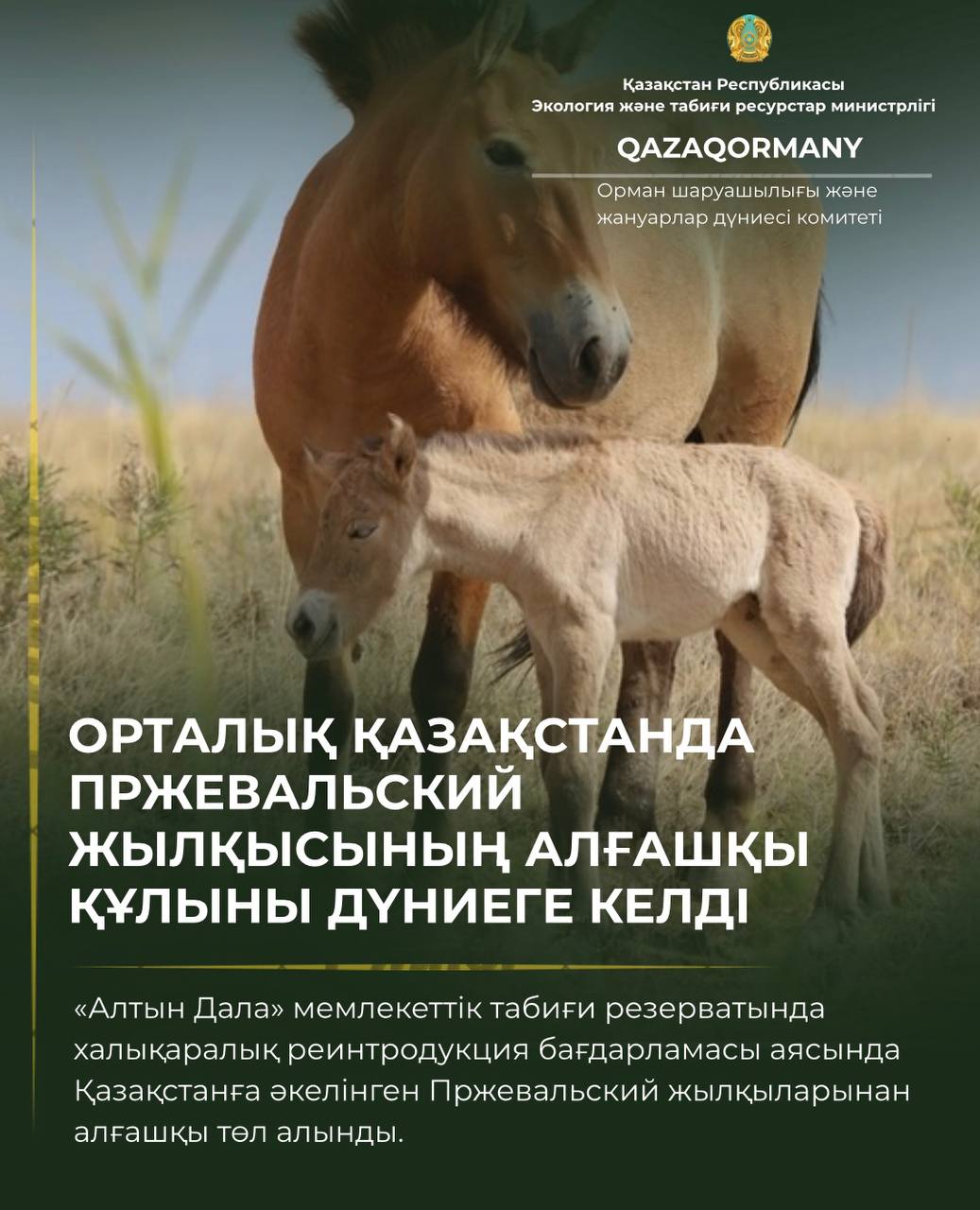 Орталық Қазақстанда Пржевальский жылқысының алғашқы құлыны дүниеге келді