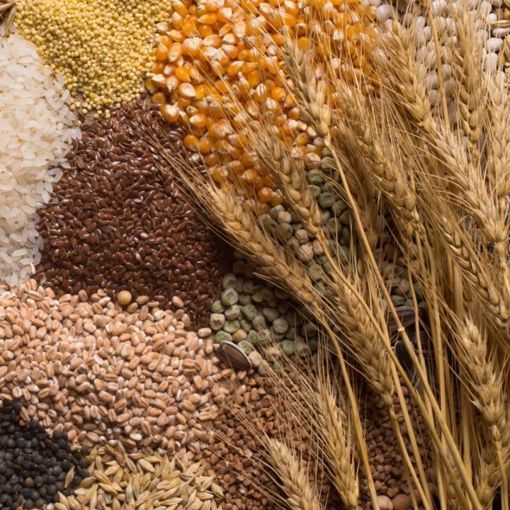 Дәнді, майлы және бұршақ дақылдарын өндірушілер үшін сауда стратегиясы бойынша ұсынымдар 31.08.2026