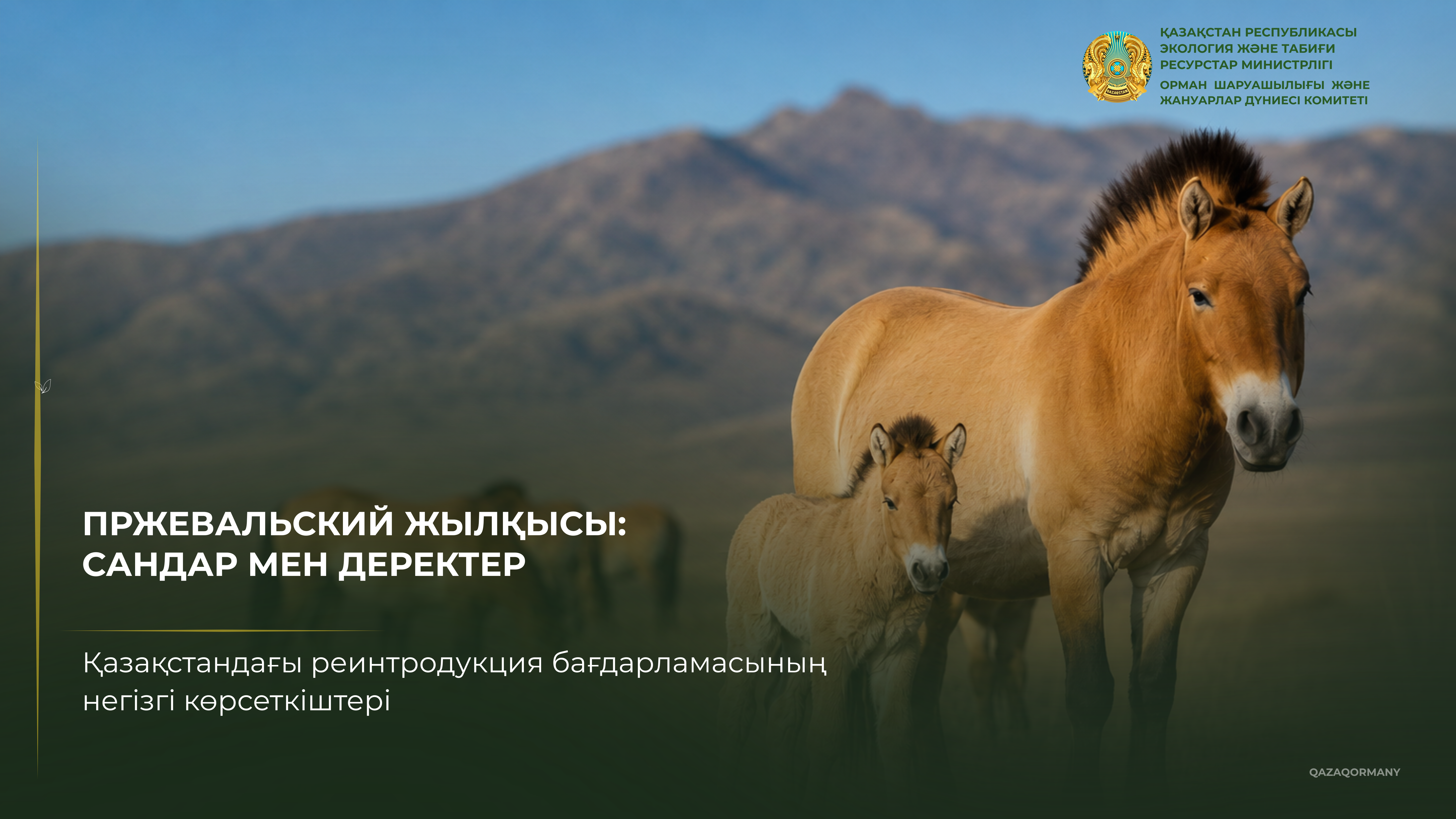 Бірнеше жыл бұрын басталған Пржевальский жылқысын Қазақстанға қайтару бағдарламасы бүгінде жаңа кезеңге өтті