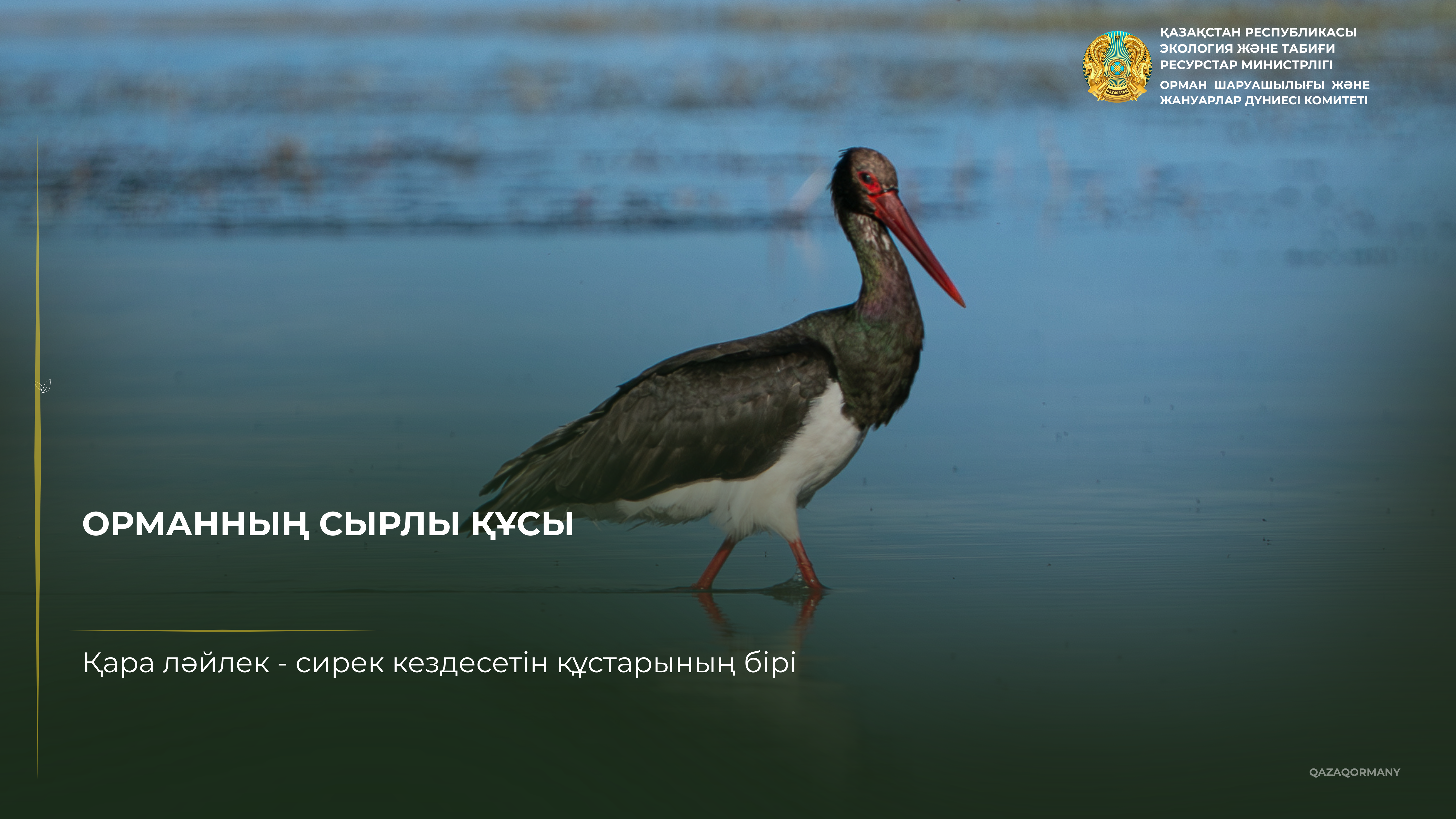 Черный аист: птица, которую нечасто увидишь