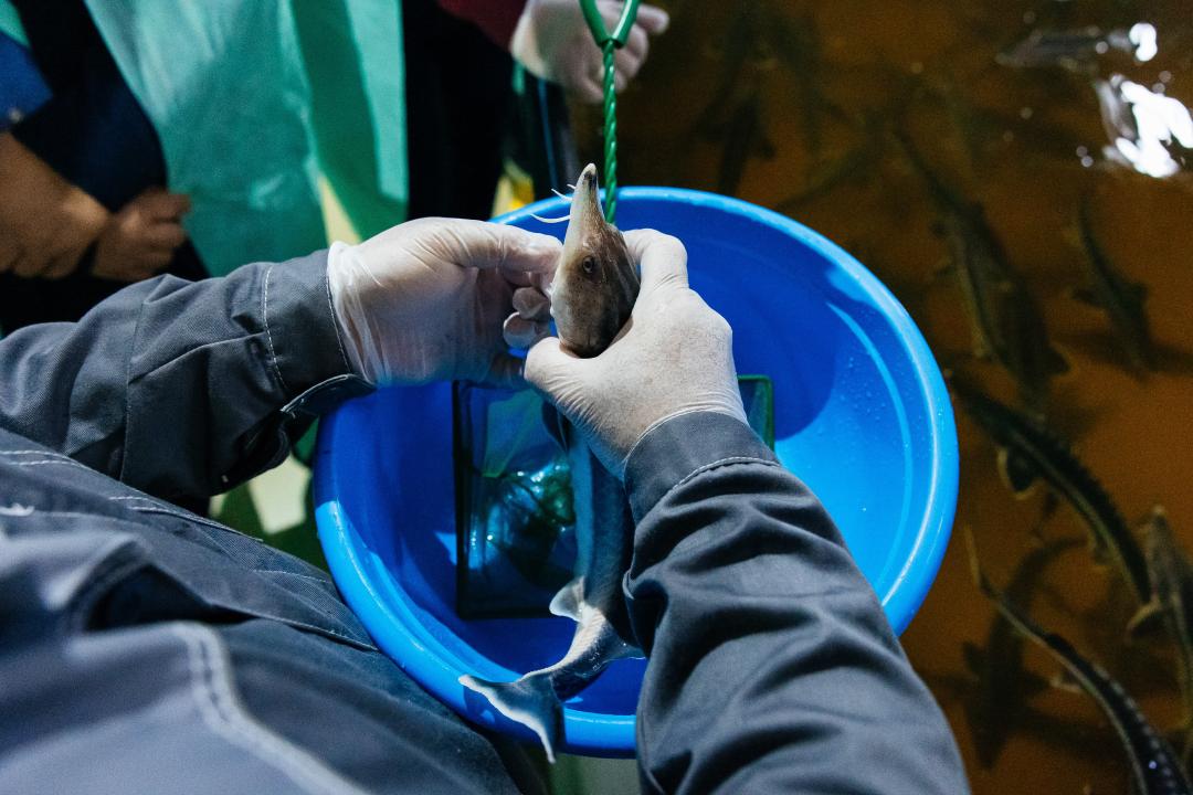 Атырау облысында балық өнімдерін өндіру және экспорттау көлемі артып келеді