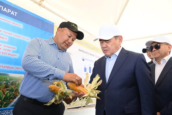 Projects for growing corn using water-saving technologies were presented in the Shieli district