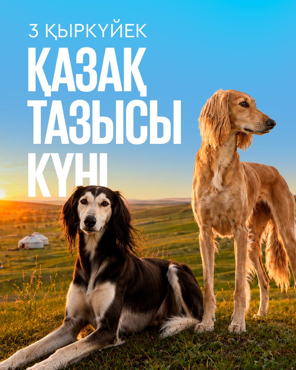 3 сентября — день казахского тазы