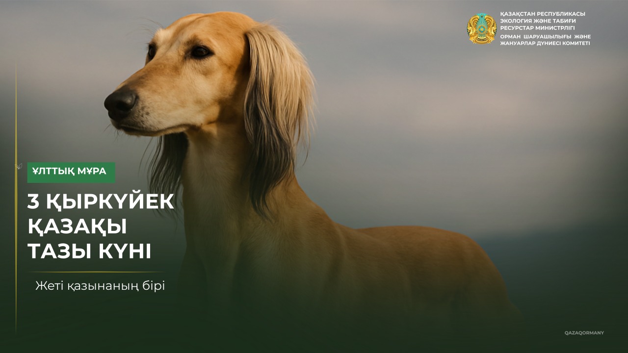 Сегодня в Казахстане впервые отмечается День казахского тазы