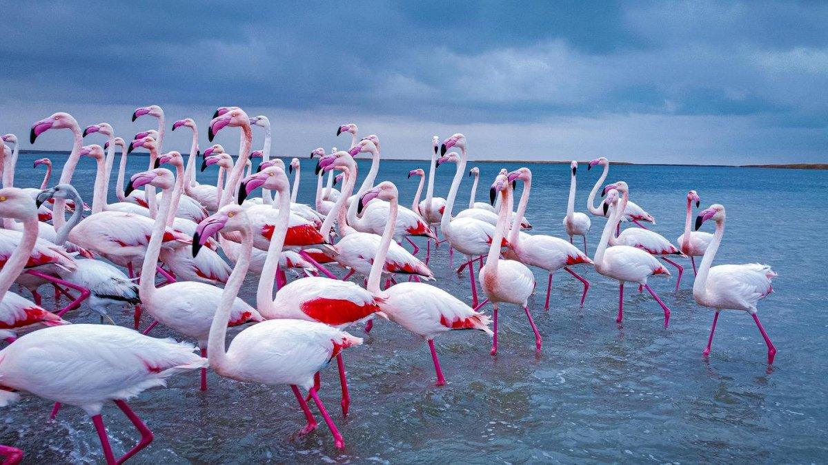 FLAMINGO FEST 2026 пройдет в селе Коргалжын